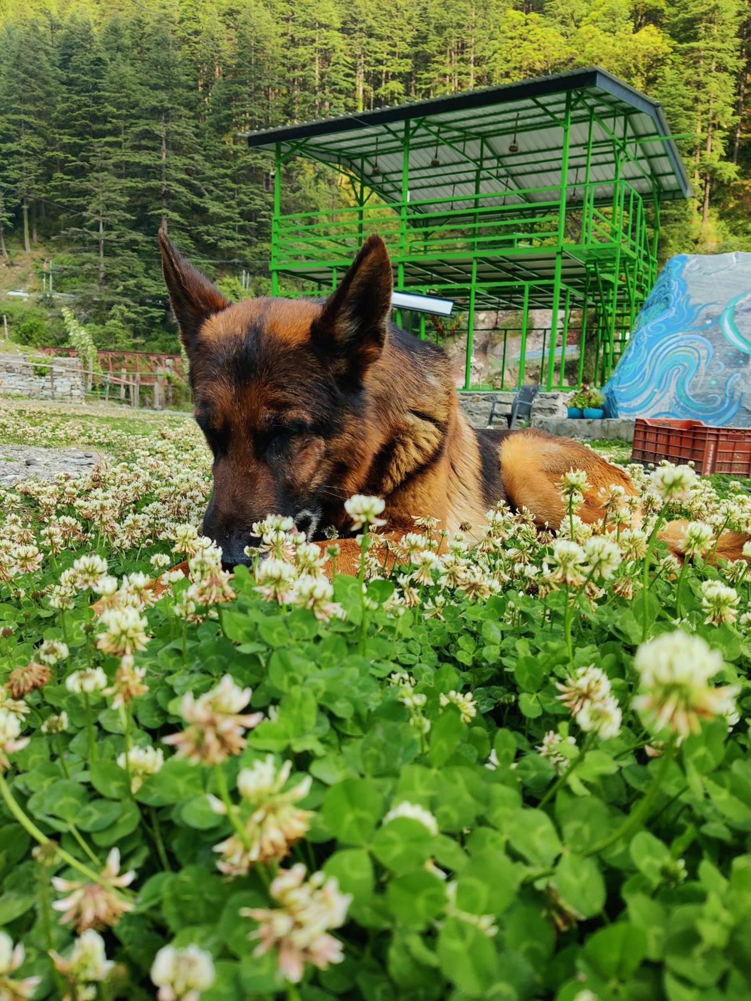 Flipsyde Retreat Ξενοδοχείο Kasol Εξωτερικό φωτογραφία